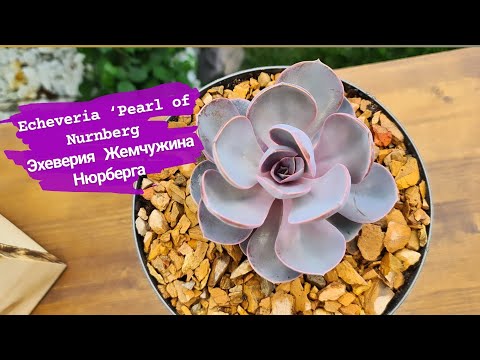 Видео: Echeveria ‘Perle Von Nurnberg’ – Как вырастить суккулент Perle Von Nurnberg