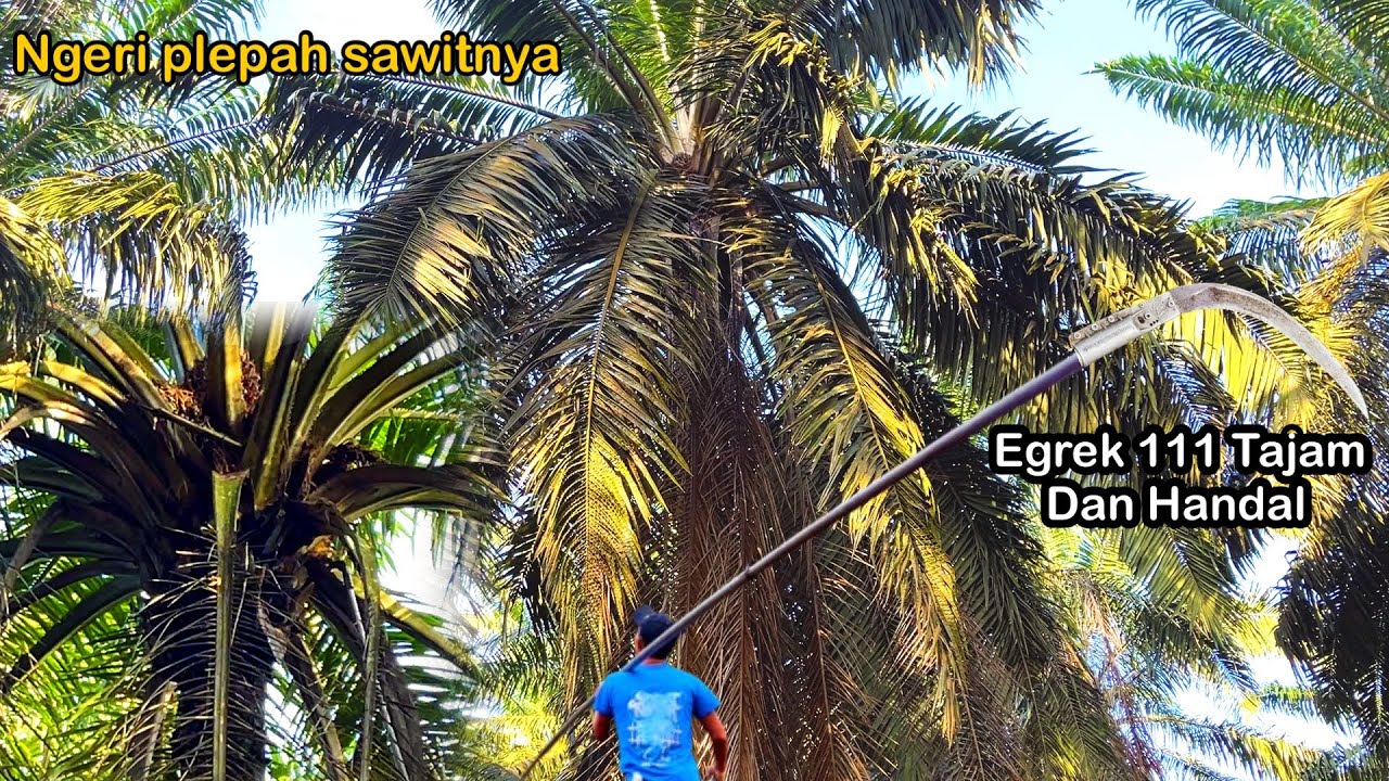 Saya Lihat Hanya egrek 111 yang mampu bongkar sawit godorong gini || kalau tak bongkar gak dpt buah