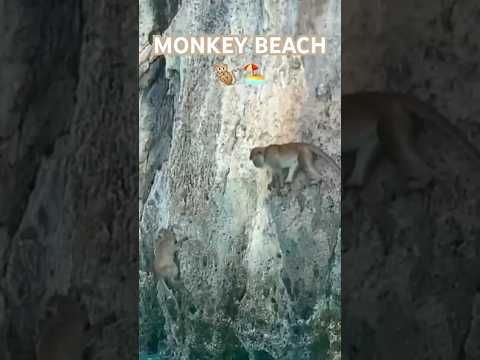 شاطئ القرود جنة أم فوضى عارمة اشترك بنا