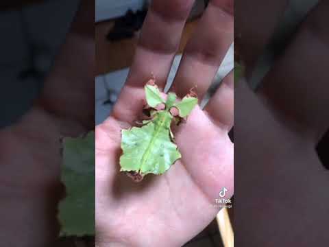 من اغرب الحشرات One Of The Strangest Insects