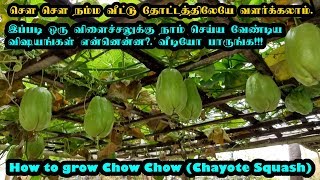 சௌ சௌ வளர்ப்பு நம்ம வீட்டு தோட்டத்திலேயே | விதைப்பு முதல் அறுவடை வரை | How to grow Chow Chow screenshot 4