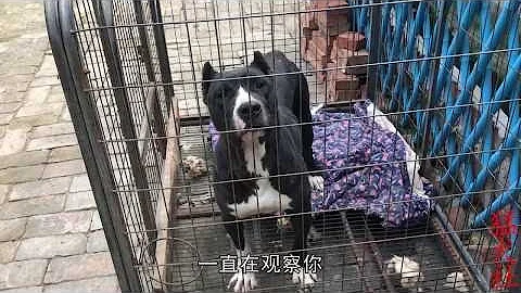 تحميل 世界上最厉害的狗加纳利犬 تحميل 世界上最厉害的狗加纳利犬