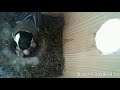 2019 05 24 シジュウカラ巣箱観察（ヒナ生まれた(((o(*ﾟ▽ﾟ*)o))) Japanese Tit nest box // An egg is hatched!