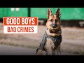 Canine cops find a hidden stash of drugs  send in the dogs ep1  true crime central