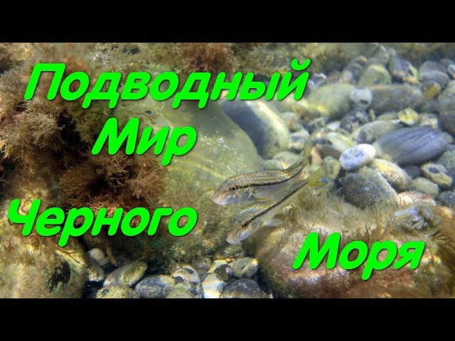 Подводный Мир Черного Моря Фото