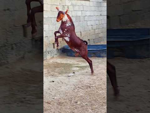 التيس الأوشح في مواجهة أخيه   
