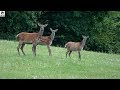 Dokument Príroda stredného Považia II (Nature of wild Slovakia II)