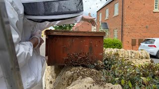 The Eye Of The Swarm - Catching Another Swarm by Cotswold Bees 3,406 views 1 year ago 13 minutes, 31 seconds