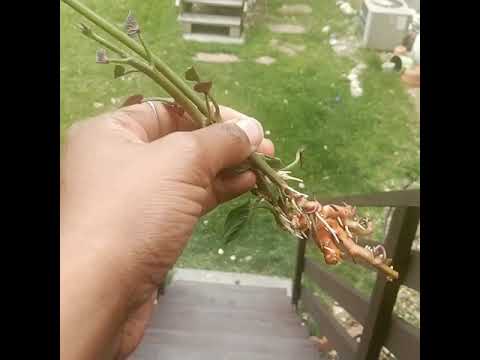 Sweet Potato roots in a day