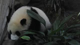 圓寶 定點上廁所 20210504 Taipei Zoo Panda