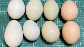 我が家のニワトリ（381）〜これまでの双子卵（二黄卵）の産卵