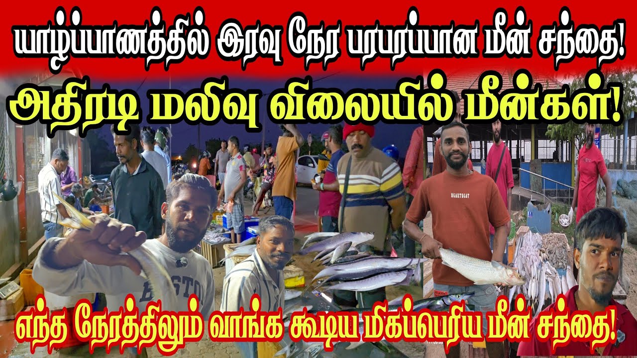 🔴யாழ்ப்பாணத்தில் இரவு நேரத்தில் இப்படி ஒரு பெரிய மீன் சந்தையா? அதிரடி மலிவு விலையில் மீன்கள்!!!