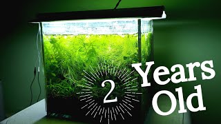 2 year old Aquarium No Co2 No filter|1.3 gallon shrimplet aquarium|Diy aquasoil testing conclusion