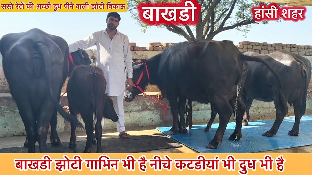 बाखडी झोटी 5 महीने की गाभिन नीचे कटडी है 8 किलो है 3 पुशधन सेल के लिए उपलब्ध 