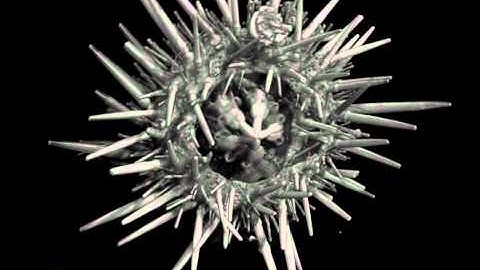 MicroCT scan of a sea urchin