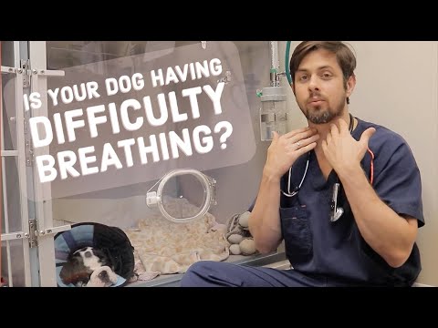 Difficult Breathing in Dogs | Hypoplastic Trachea