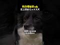 純血種を破った 史上初のミックス犬