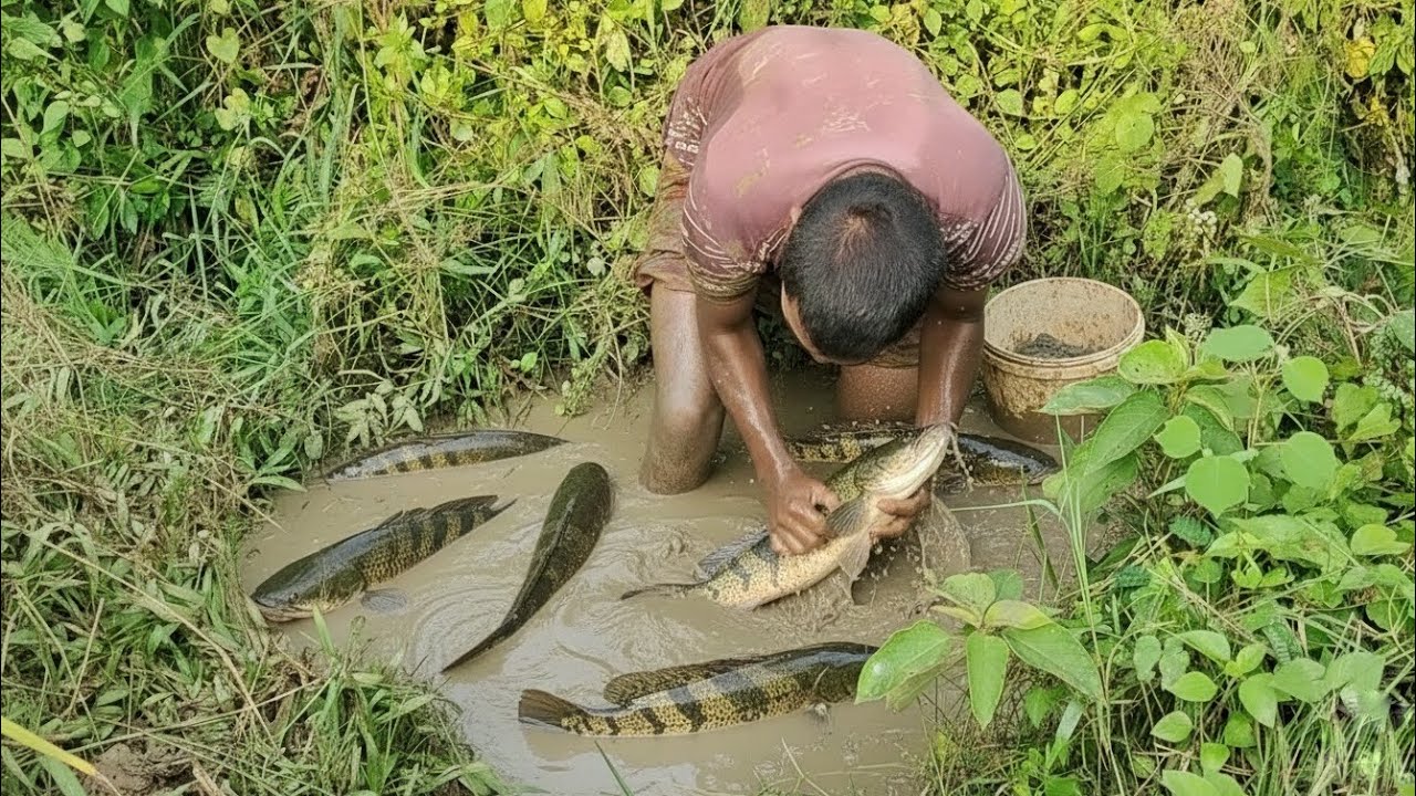 Extreme Hand Fishing Challenge! Mud Pond Full of Big Fish | Village Boys Fishing