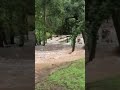 Leander, TX Flash Flooding 6/5/26