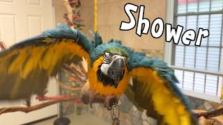 Blue and Gold Macaw Loves Shower on Playstand