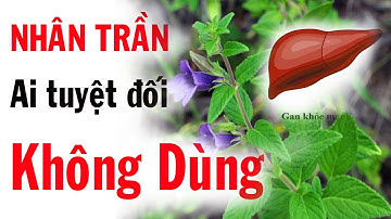 Cây nhân trần cây thuốc quý ngày hè - Những ai tuyệt đối không dùng