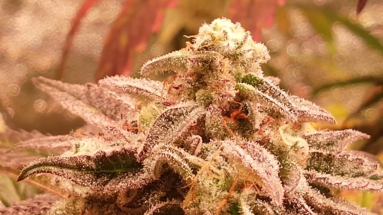 weedshow Freak'nJunky