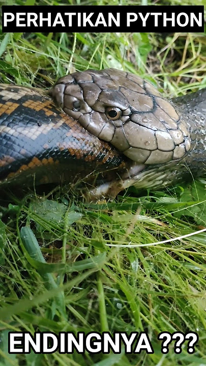 ULAR PITON MASUK MULUT KING COBRA