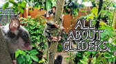 Sugar Glider Care 101 Sugar Gliders For Sale In Chennai Mufasa Pets In Tamil Youtube