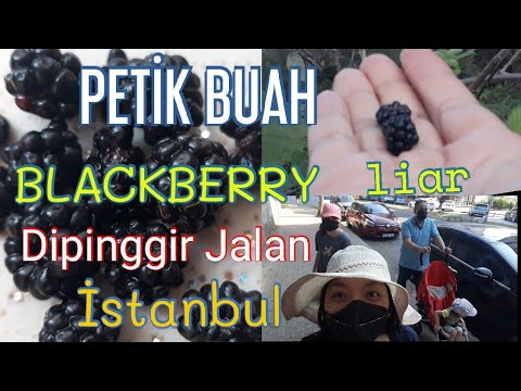 Video: Blackberry Blackberry Adalah Semak Hiasan Dan Penyembuh Yang Sangat Baik