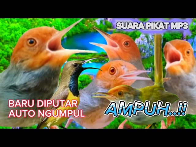 Suara Pikat Prenjak Ribut Dan Burcil Ampuh, Baru Diputar Auto Ngumpul...!! class=