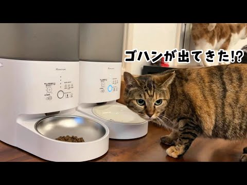 話題の自動給餌器が我が家にやって来た【Homerunpet スマートペットフィーダー】703話 hqdefault