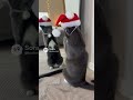 Santa Ace Kitty reflecting on his Christmas wishes. #catvideos #cats #cat #catshorts #catlife