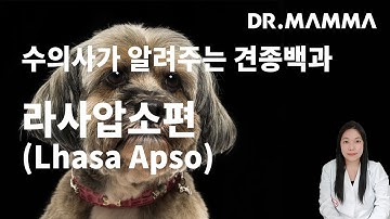 견종백과 라사압소편(Lhasa Apso) ㅣ 수의사가 알려주는 라사압소 특징, 성격, 질병, 건강, 주의사항에 대한 모든것