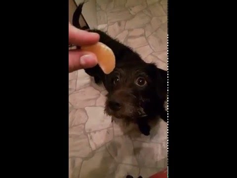 Video: Vai suņi ēd mandarīnus?