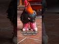 Ayam Paling Unik di Dunia, Kakinya Bikin Shock! 🐓#AyamUnik #FaktaUnik #KulinerDunia