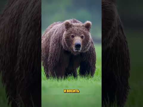 Это кодьякский медведь, второй по величине хищник в мире #животные #медведь #zoo #animals #shorts