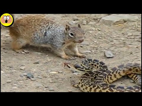 Video: Waarom Reptielen Een Honingraatstructuur Hebben