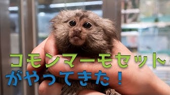 コモンマーモセット Youtube コモンマーモセット Youtube