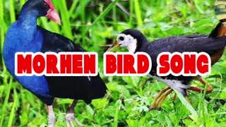 MORHEN BIRDs or Gallinula chloropus, Suara Pikat burung Mandar ( Pelan )...Mantap..