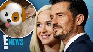 Orlando Bloom Katy Perry Welcome a Foster Pup E News