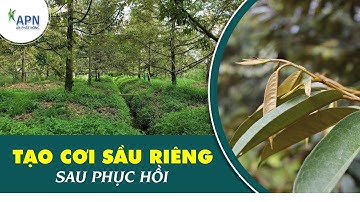 APN - TẠO CƠI ĐỌT SẦU RIÊNG SAU PHỤC HỒI | CHÁY LÁ SUY CÂY