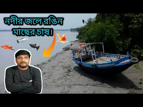 ভিডিও: জল Hyacinth একটি সুন্দর পুকুর পরিশোধক