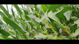 mahyco makka 4065 how to mahyco maize seeds महिको मक्का 4065 वैरायटी