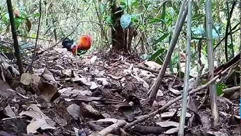 Yos hav zoov 2017 saib cuab qaib qus tuaj zoo heev