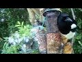 Magpie Bird On Spring Friday Visit To My Cottage Garden Scone Perth Perthshire Scotland