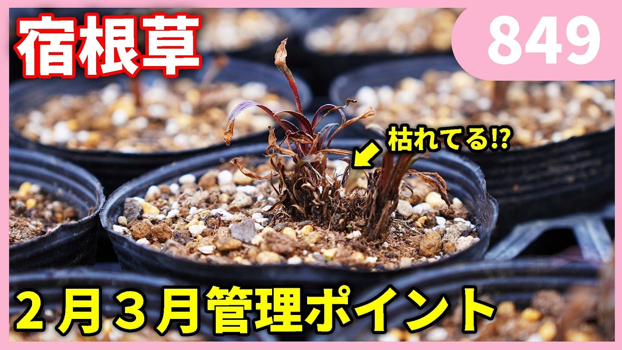宿根草の2月3月の注意点 by 園芸チャンネル 849 #園芸 #ガーデニング #初心者