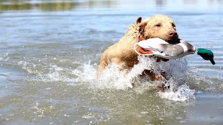 All You Need to Know About Chesapeake Bay Retrievers & Labrador Retrievers