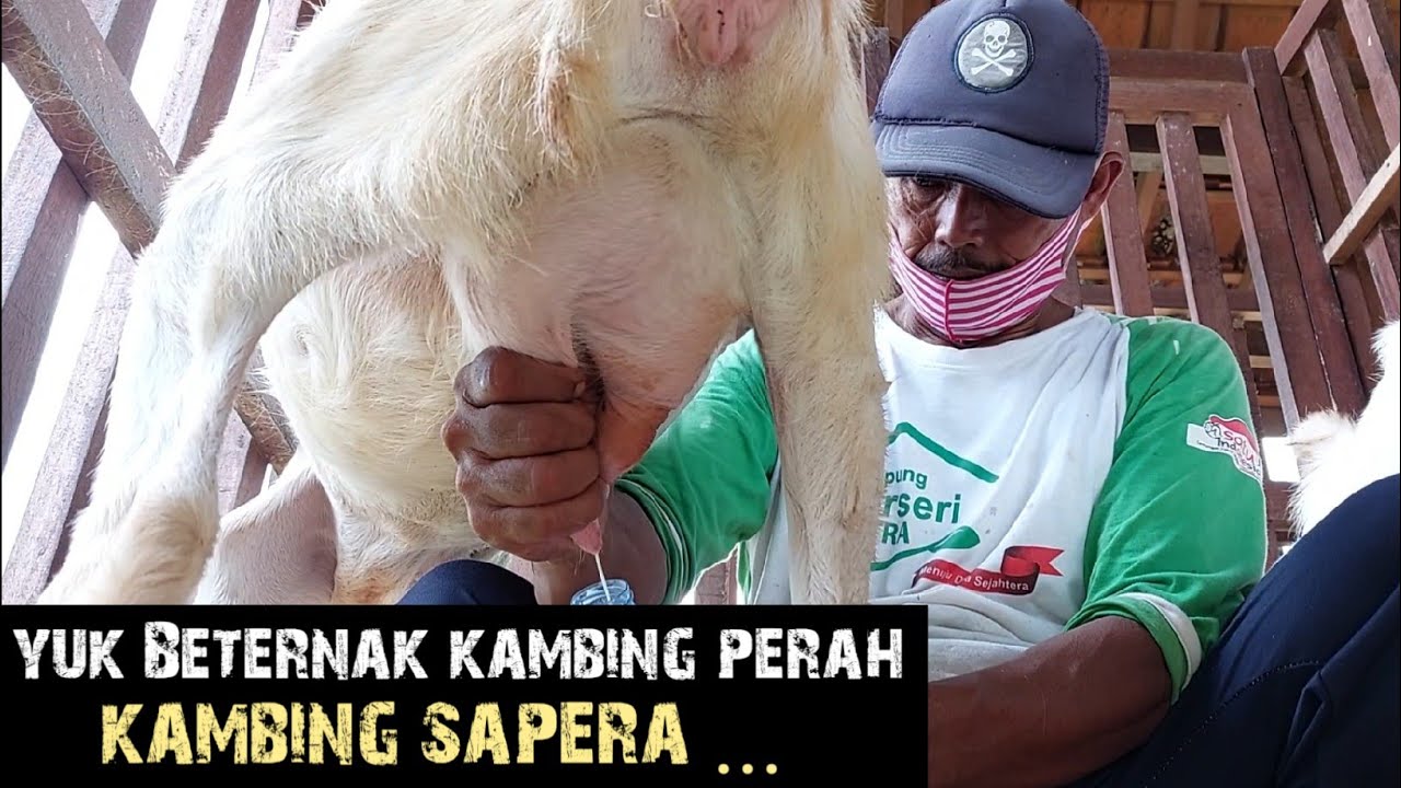 CARA BETERNAK KAMBING PERAH!!SAPERA 