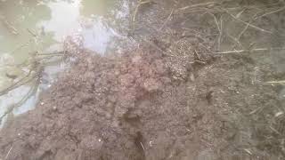 Ngurek di parit...gaissss,...