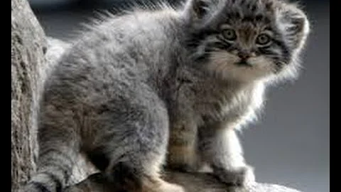 Video 3687601: scottish fold kitty, lovely scottish fold, folded ears, kitty kisses, rare cat